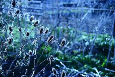 DSC_1009 (Large).JPG